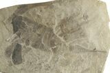 Multiple Eurypterus (Sea Scorpion) Fossils - New York #369315-1